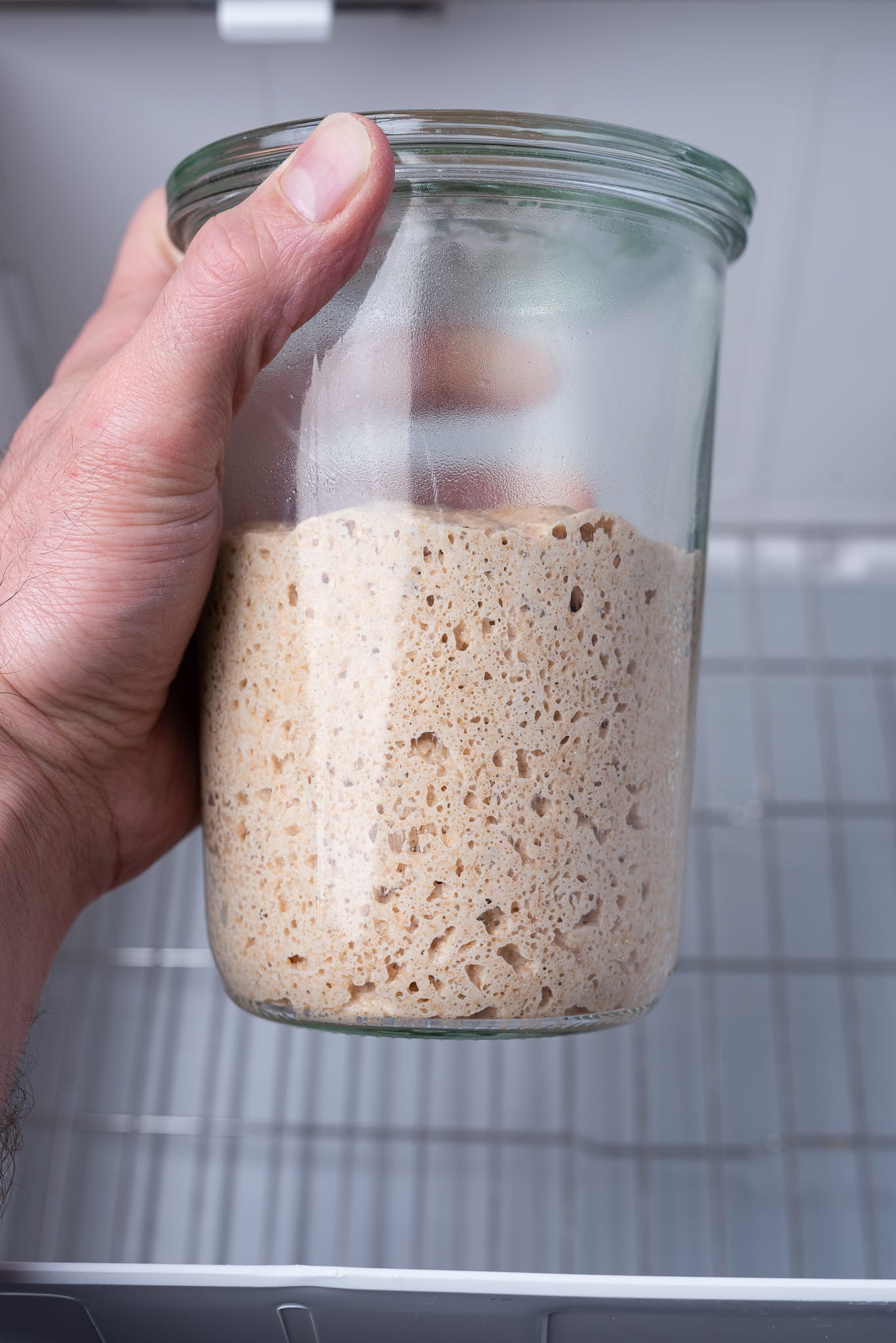 Sourdough starter in proofer